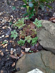 Geranium robertianum