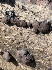 Annulohypoxylon thouarsianum