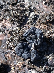 Annulohypoxylon thouarsianum