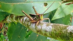 Staleochlora trilineata