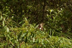 Papilio aegeus aegeus