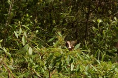 Papilio aegeus aegeus