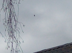 Haliaeetus albicilla