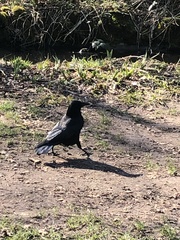 Corvus corone