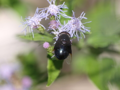 Copestylum violaceum