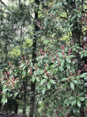 Enkianthus