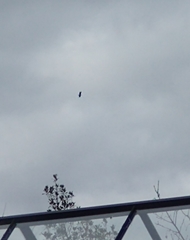 Haliaeetus albicilla