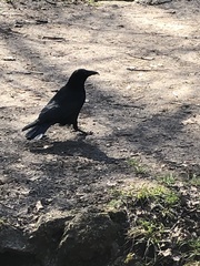 Corvus corone