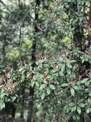 Enkianthus