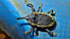 Homalinotus deplanatus
