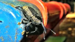 Homalinotus deplanatus