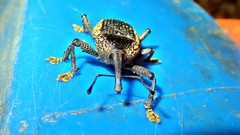 Homalinotus deplanatus
