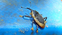 Homalinotus deplanatus