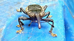 Homalinotus deplanatus