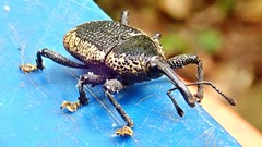 Homalinotus deplanatus