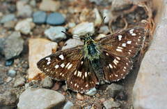 Muschampia gigas