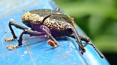 Homalinotus deplanatus