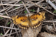 Byblia anvatara