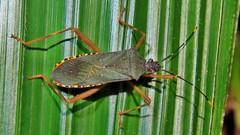 Leptoscelis elongator