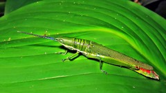 Copiocerinae