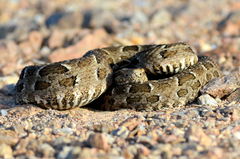 Bothrops pubescens