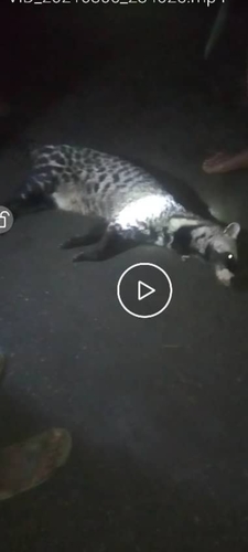 African Civet
