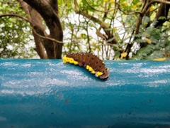 Gynautocera rubriscutellata