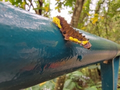 Gynautocera rubriscutellata