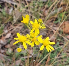 Cineraria lyratiformis