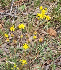 Cineraria lyratiformis