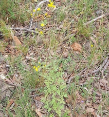 Cineraria lyratiformis