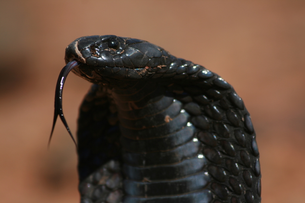 Egyptian Cobra