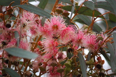 Eucalyptus torquata