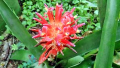 Billbergia pyramidalis