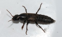 Pseudocypus