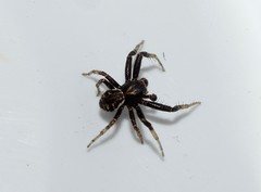 Xysticus thessalicoides