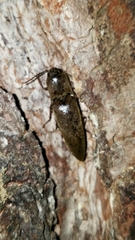 Orthostethus infuscatus