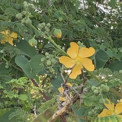 Abutilon angulatum var. angulatum image