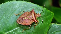 Myota aerea