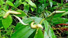 Vaginulus taunaisii