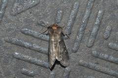 Demopsestis punctigera