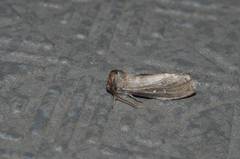 Demopsestis punctigera