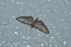 Eupithecia signigera