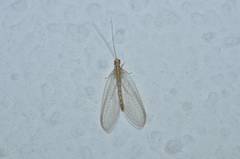 Chrysoperla nipponensis