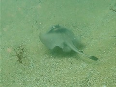 Trygonoptera personata