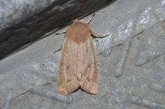 Anorthoa angustipennis