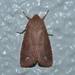 Orthosia odiosa - Photo (c) 登坂久雄, some rights reserved (CC BY-NC), uploaded by 登坂久雄