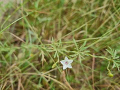 Ipomoea coptica