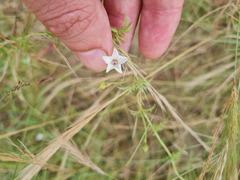 Ipomoea coptica