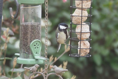 Parus major newtoni